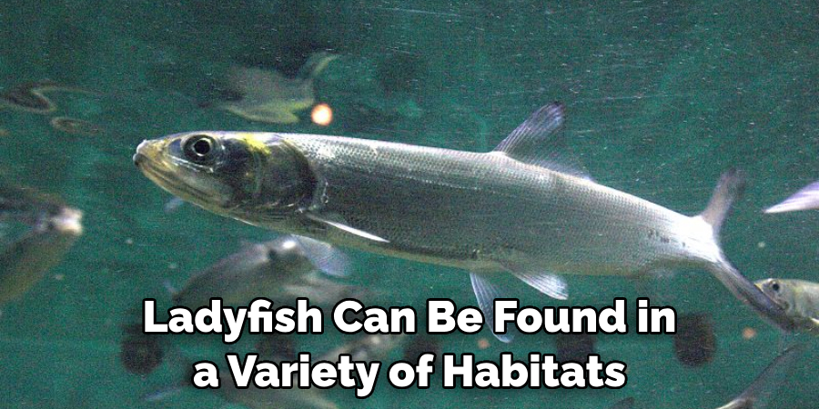 Ladyfish Can Be Found in a Variety of Habitats