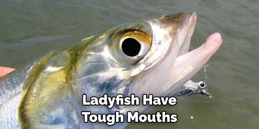 Ladyfish Have Tough Mouths