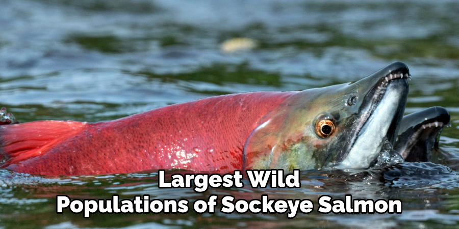 Largest Wild Populations of Sockeye Salmon