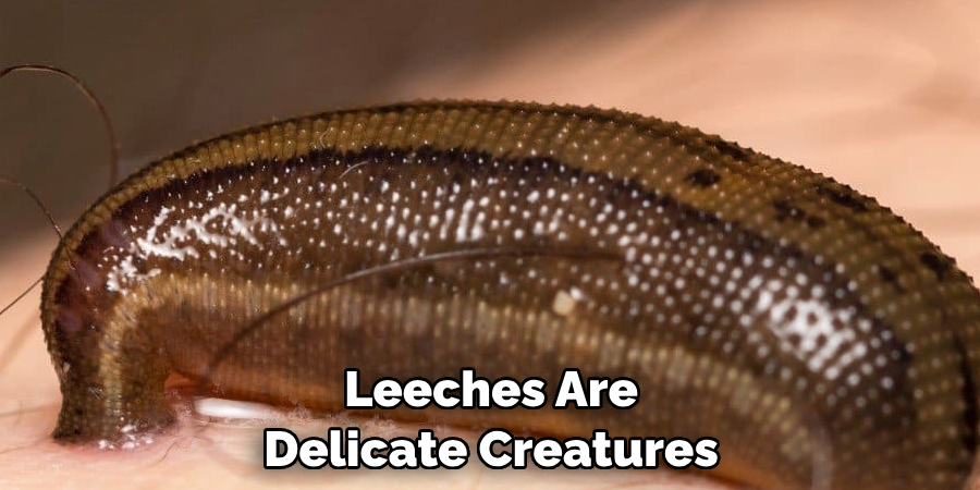 Leeches Are 
Delicate Creatures