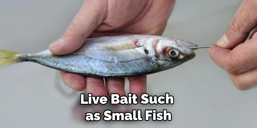 Live Bait Such as Small Fish