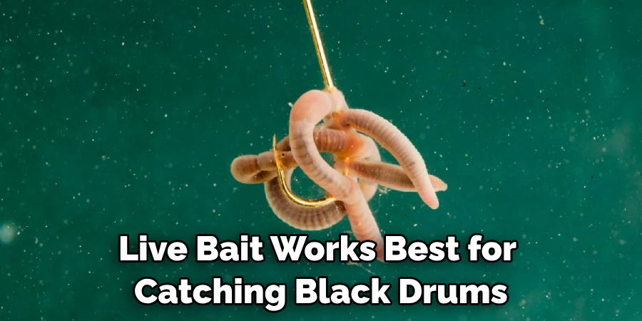 Live Bait Works Best for Catching Black Drums