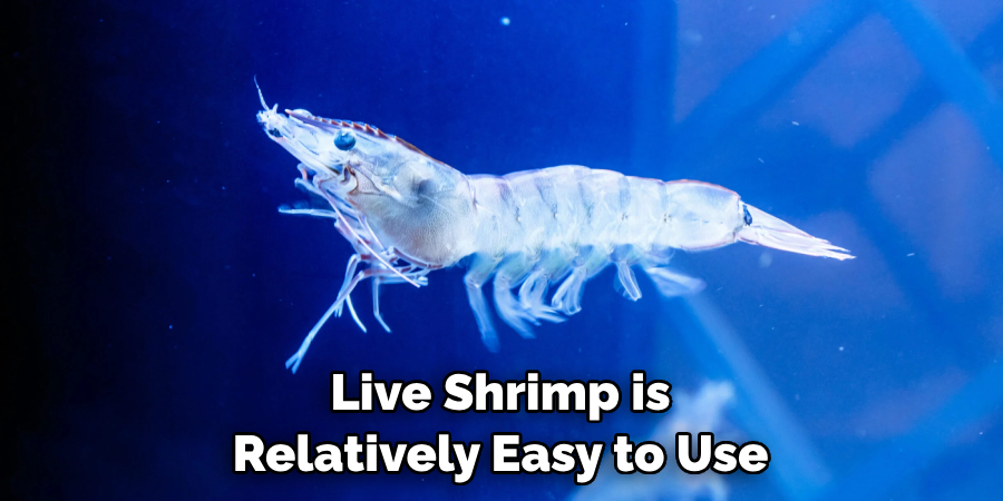 Live Shrimp is Relatively Easy to Use