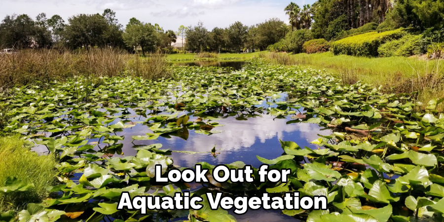 Look Out for Aquatic Vegetation