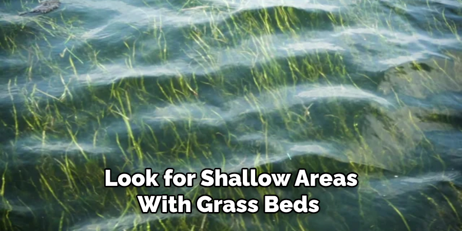 Look for Shallow Areas With Grass Beds