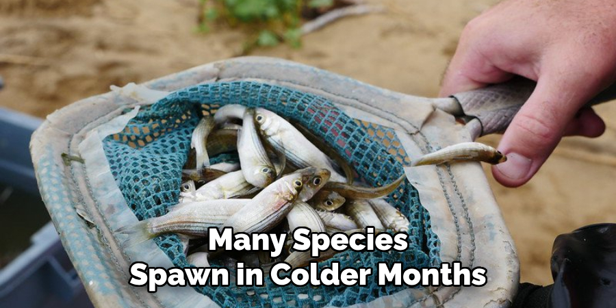 Many Species Spawn in Colder Months