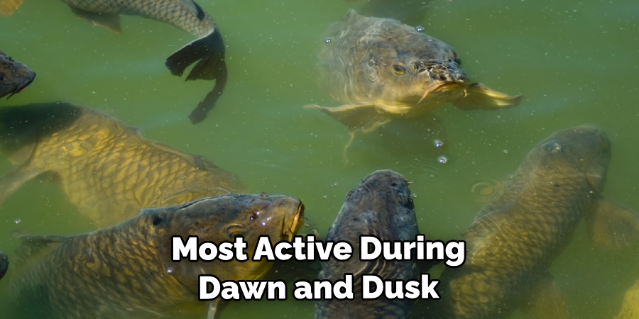  Most Active During Dawn and Dusk