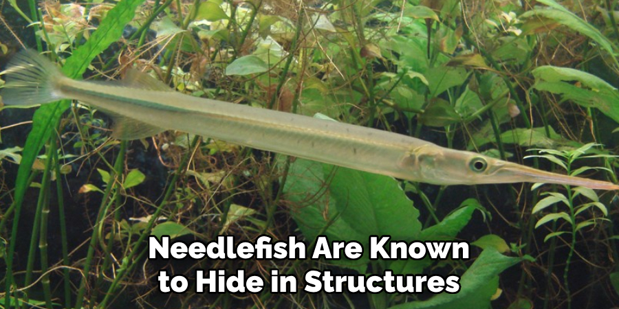 Needlefish Are Known to Hide in Structures