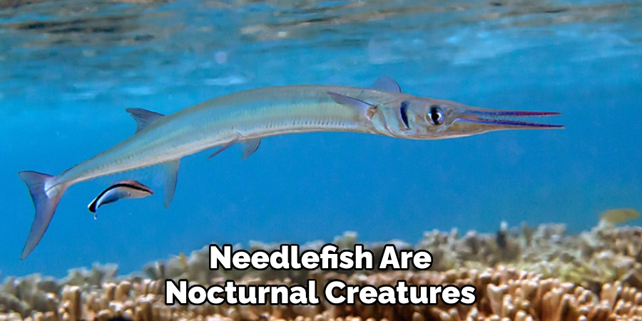 Needlefish Are Nocturnal Creatures