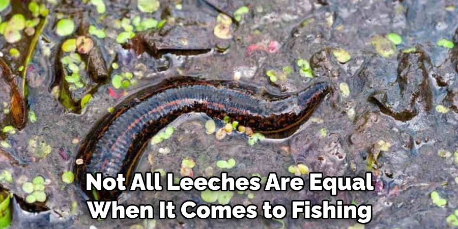 Not All Leeches Are Equal 
When It Comes to Fishing