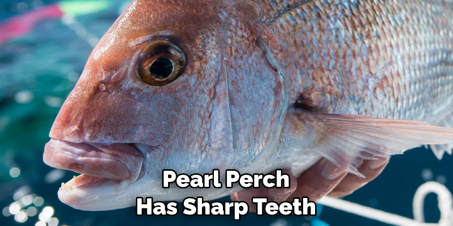 Pearl Perch Has Sharp Teeth