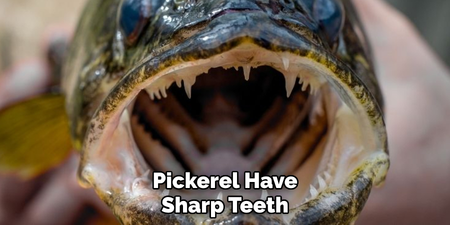 Pickerel Have Sharp Teeth