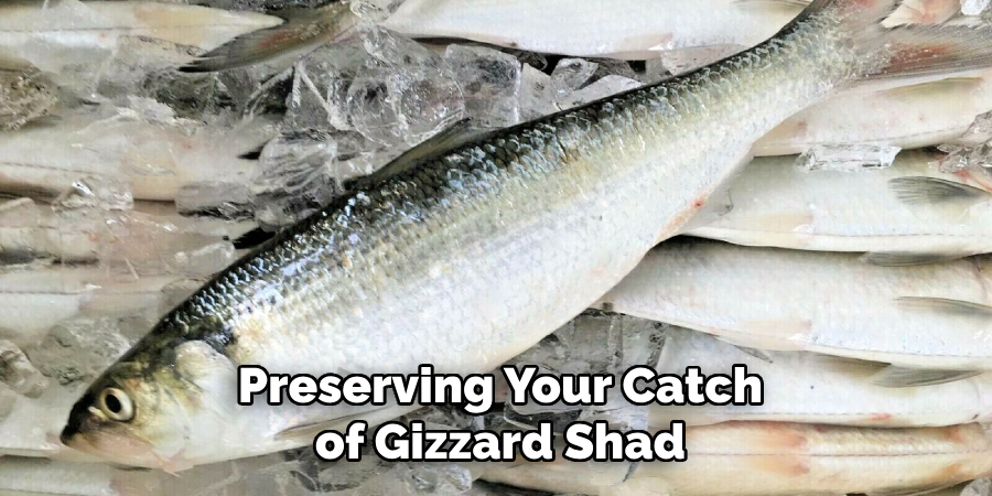 Preserving Your Catch of Gizzard Shad