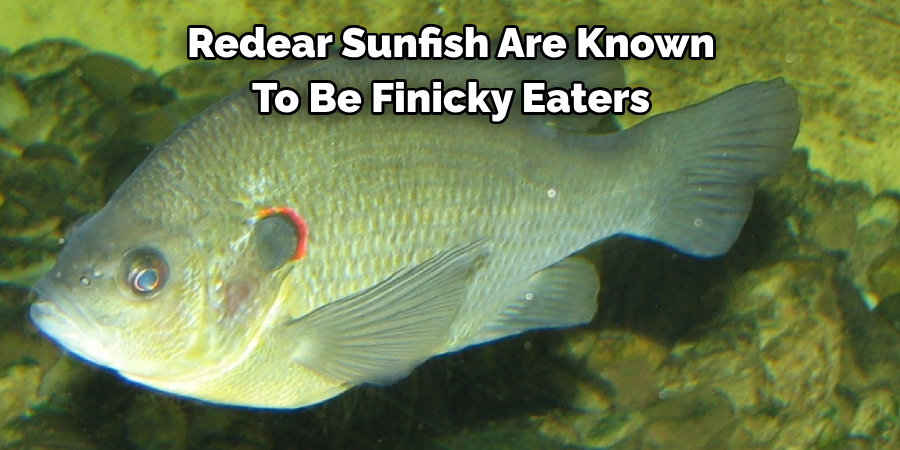 Redear Sunfish Are Known 
To Be Finicky Eaters