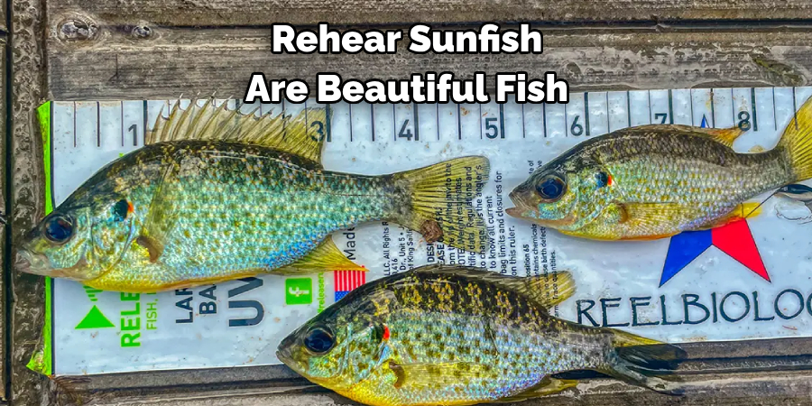 Rehear Sunfish 
Are Beautiful Fish