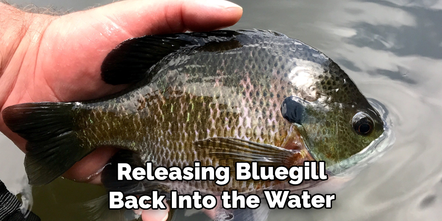  Releasing Bluegill Back Into the Water