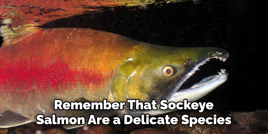 Remember That Sockeye Salmon Are a Delicate Species