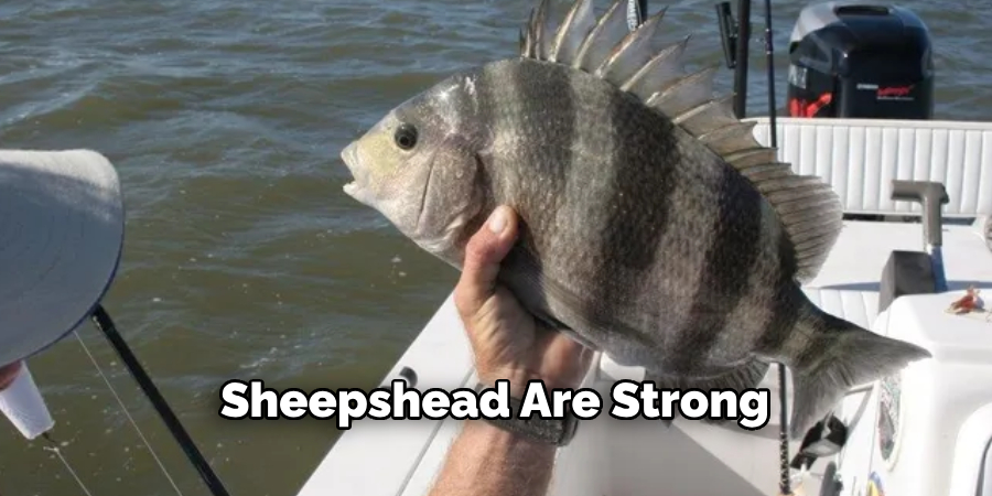 Sheepshead Are Strong