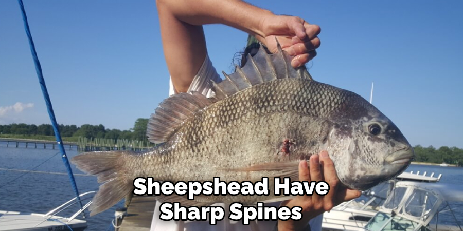 Sheepshead Have Sharp Spines