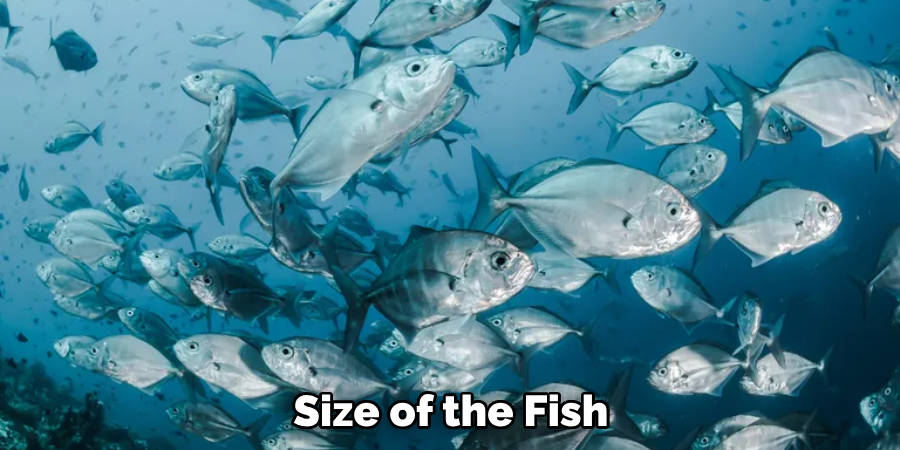  Size of the Fish