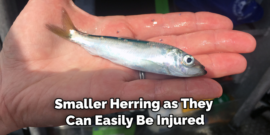 Smaller Herring as They Can Easily Be Injured