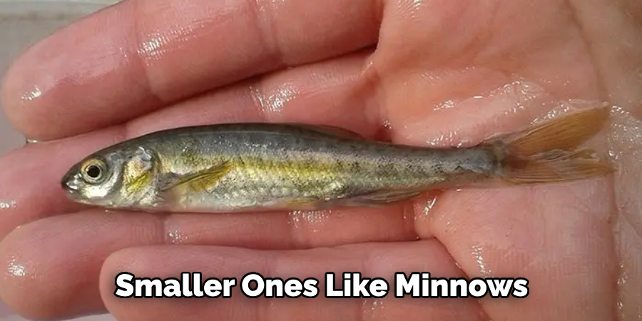 Smaller Ones Like Minnows