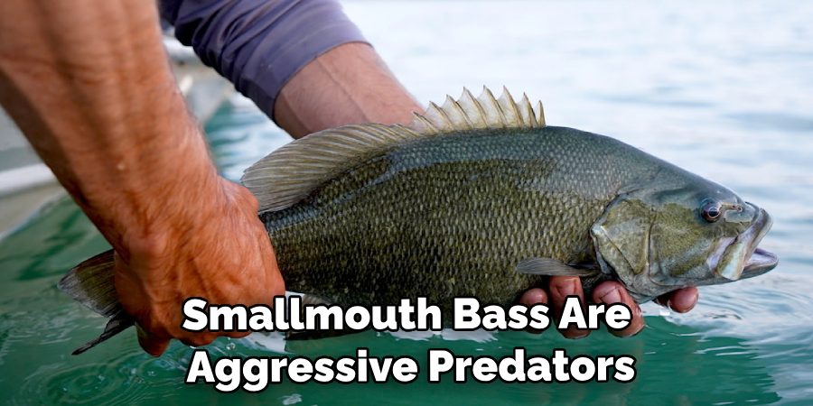 Smallmouth Bass Are Aggressive Predators