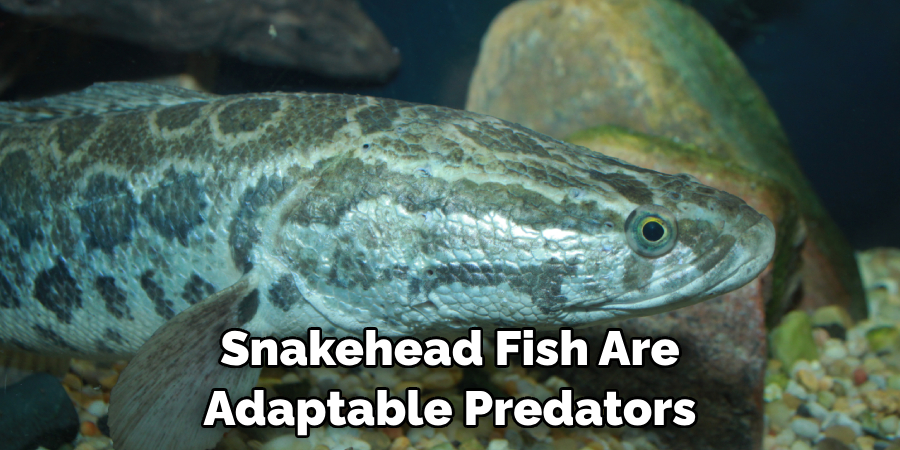 Snakehead Fish Are Adaptable Predators