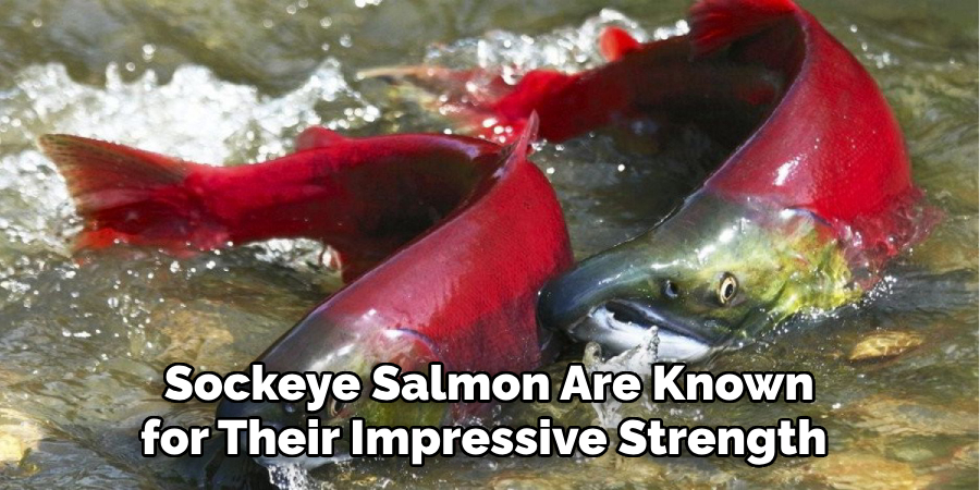 Sockeye Salmon Are Known for Their Impressive Strength 
