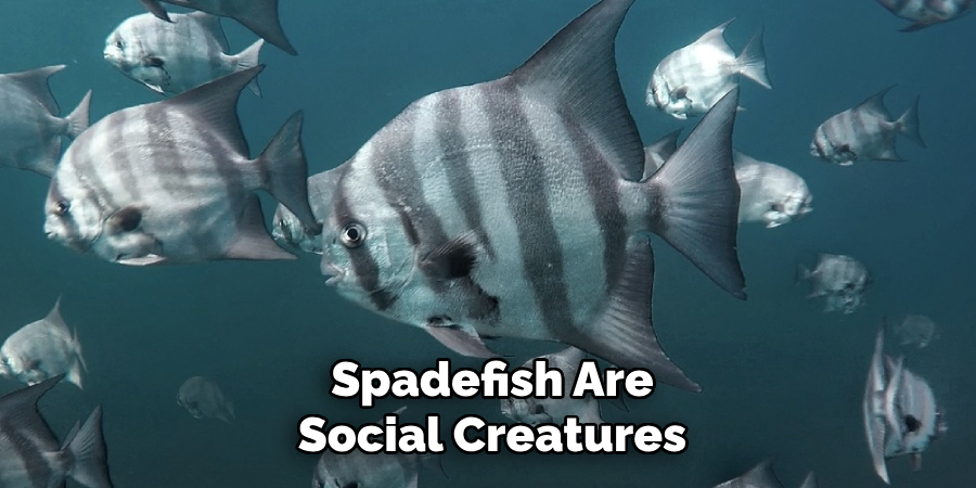 Spadefish Are
Social Creatures