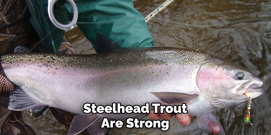 Steelhead Trout Are Strong