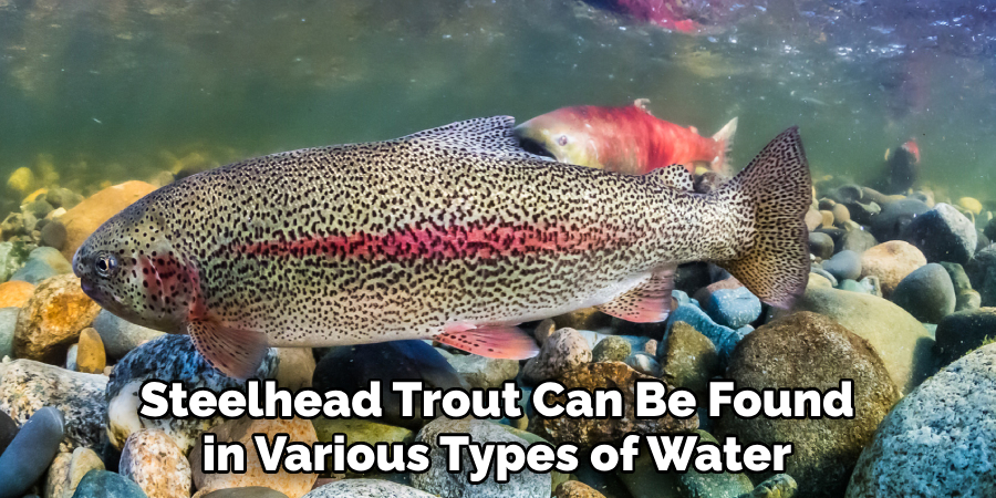 Steelhead Trout Can Be Found in Various Types of Water