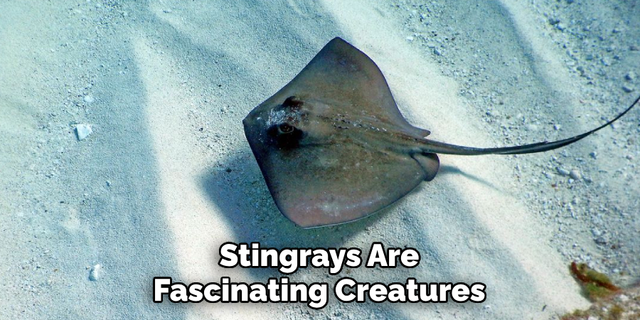 Stingrays Are Fascinating Creatures