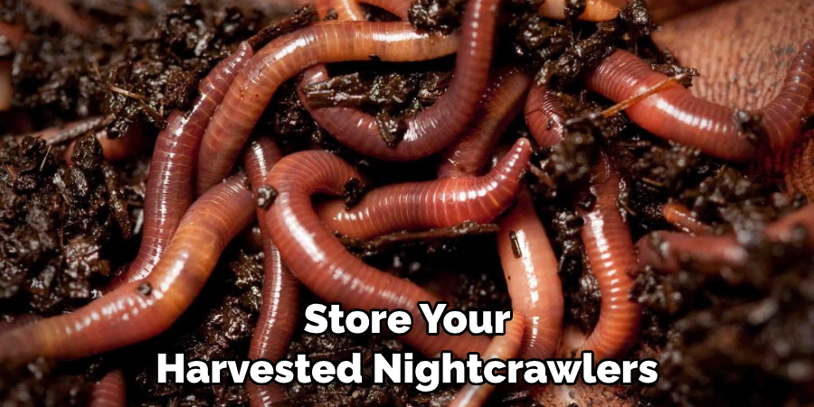 Store Your Harvested Nightcrawlers