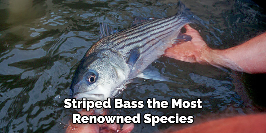 Striped Bass the Most Renowned Species