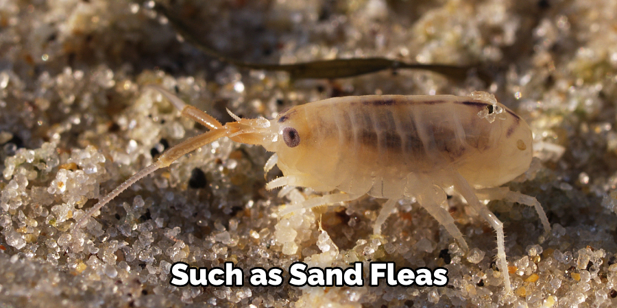 Such as Sand Fleas