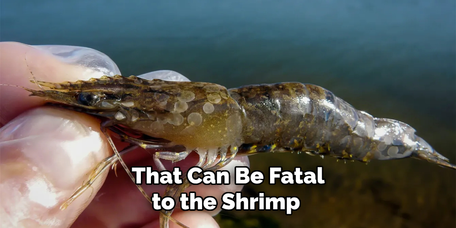  That Can Be Fatal to the Shrimp