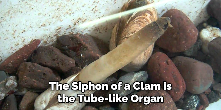 The Siphon of a Clam is the Tube-like Organ