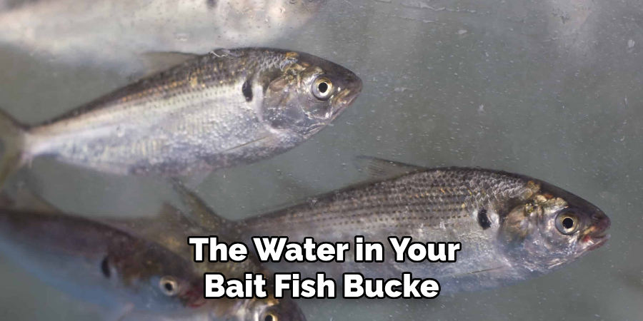  The Water in Your Bait Fish Bucke