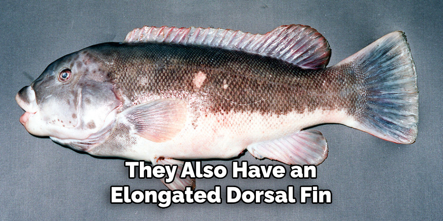 They Also Have an Elongated Dorsal Fin