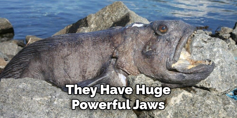 They Have Huge Powerful Jaws