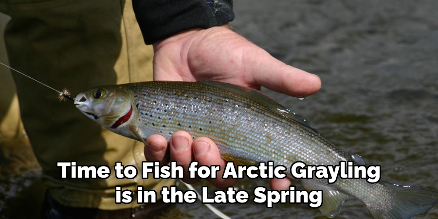 Time to Fish for Arctic Grayling is in the Late Spring