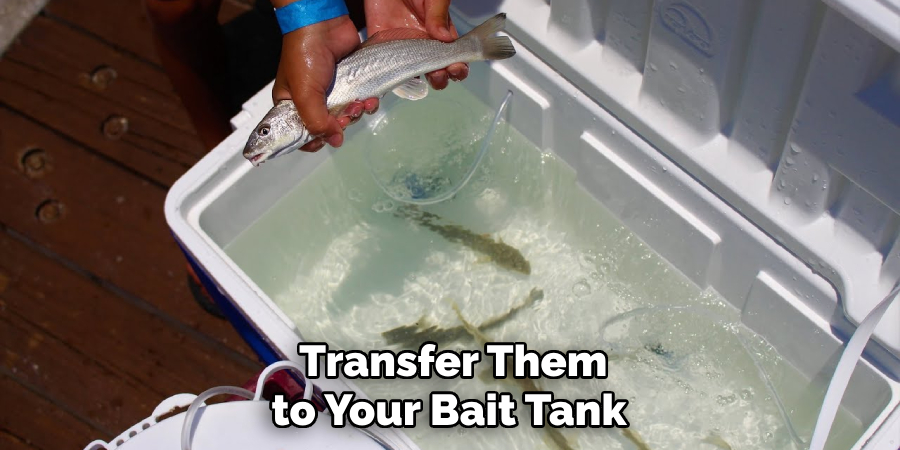  Transfer Them to Your Bait Tank