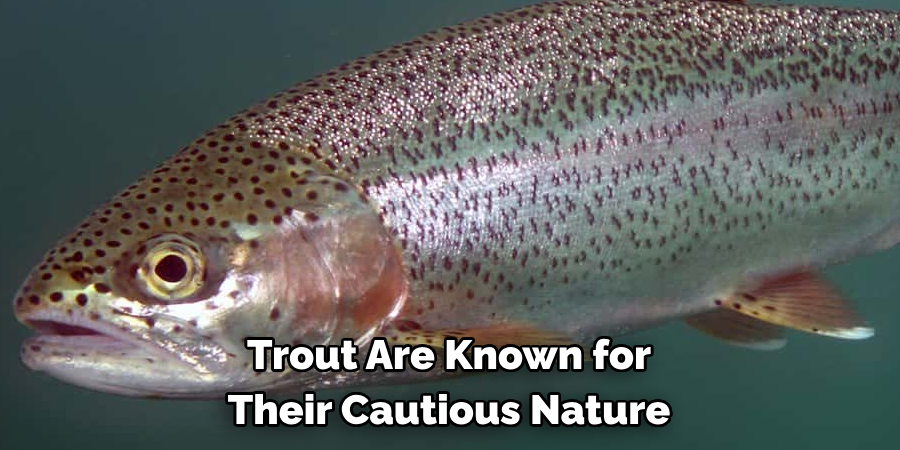 Trout Are Known for 
Their Cautious Nature