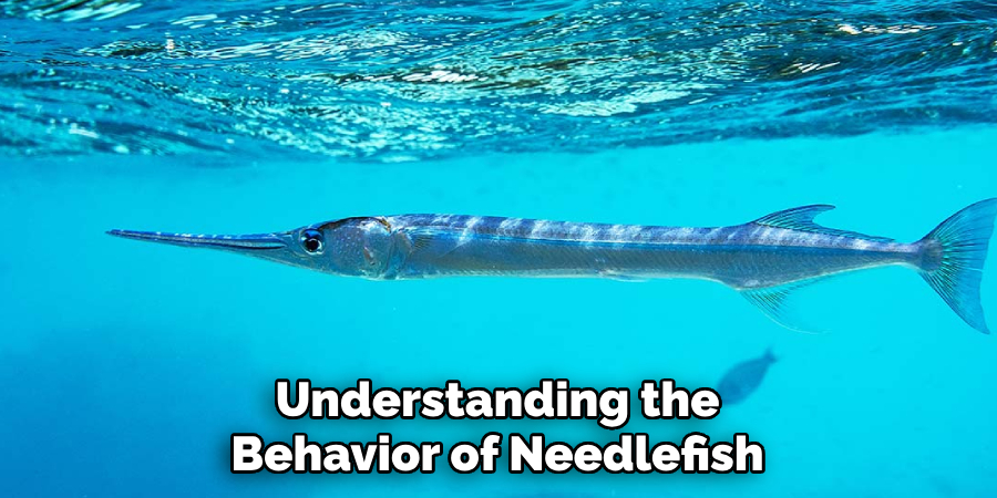 Understanding the Behavior of Needlefish