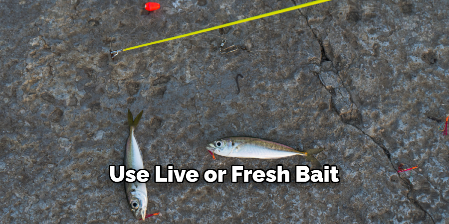 Use Live or Fresh Bait