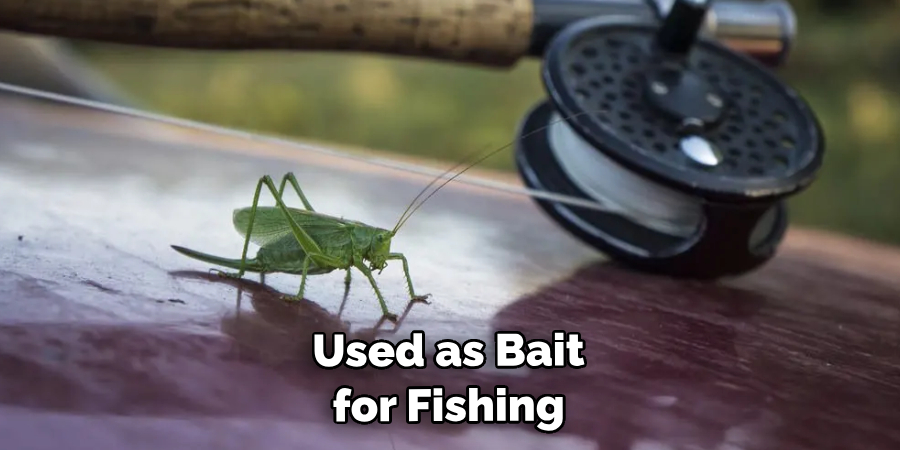 Used as Bait for Fishing 