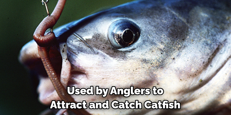 Used by Anglers to
Attract and Catch Catfish