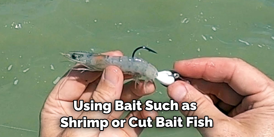 Using Bait Such as Shrimp or Cut Bait Fish