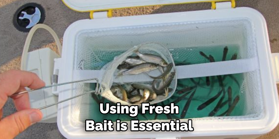 Using Fresh Bait is Essential